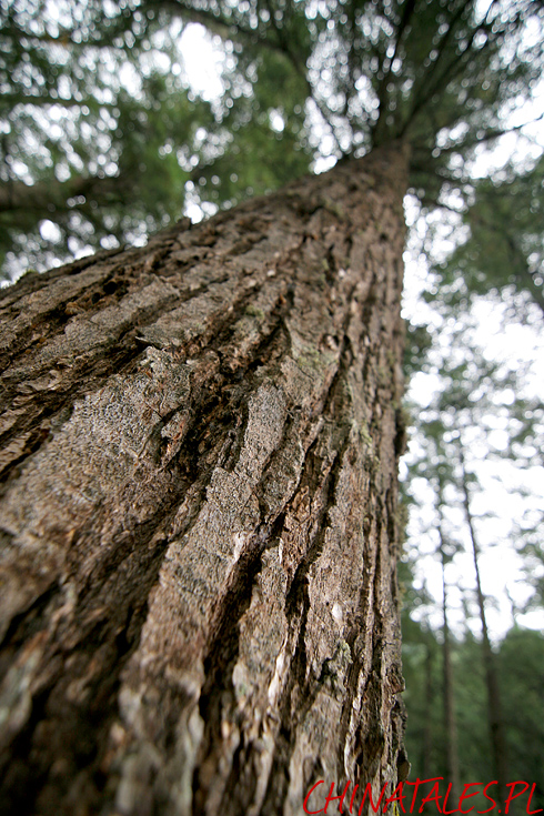 Jiuzhaigou 06