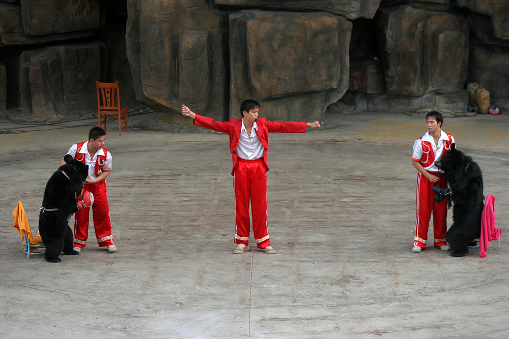 chińskie zoo boks niedźwiedzi chinatales