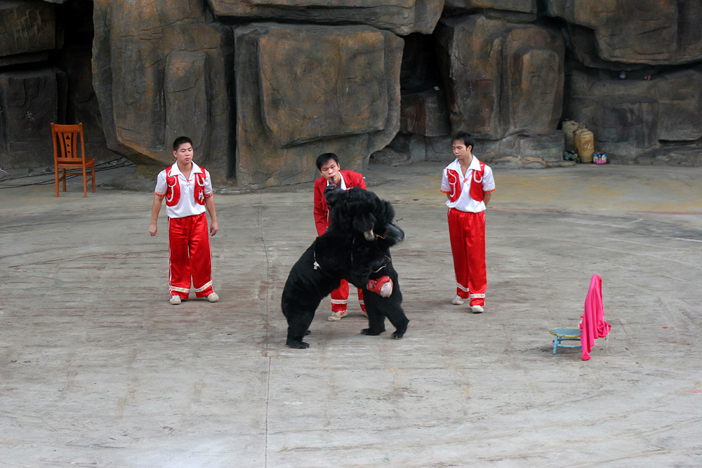 chińskie zoo boks niedźwiedzi chinatales