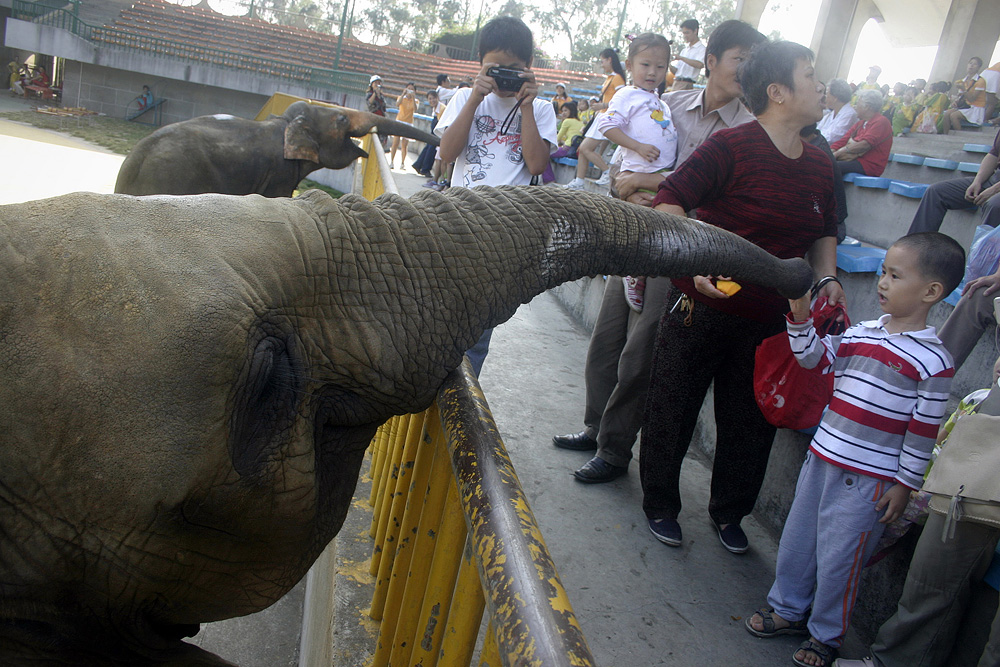 chińskie zoo chinatales