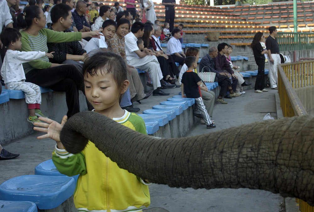 chińskie zoo chinatales