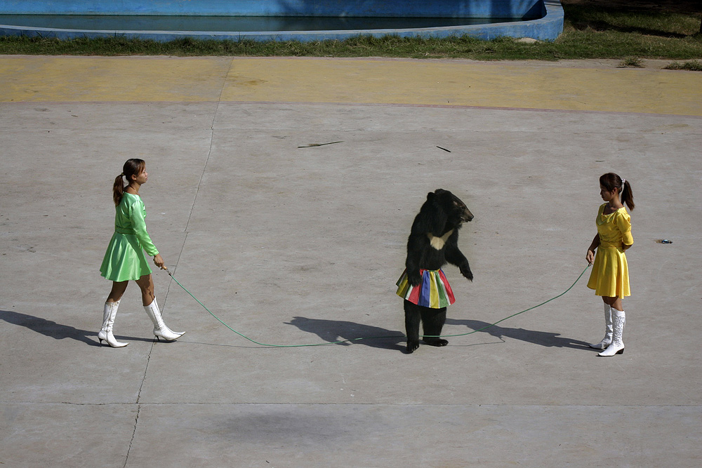 chińskie zoo chinatales